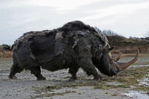 woolly rhino facts - Animals Time