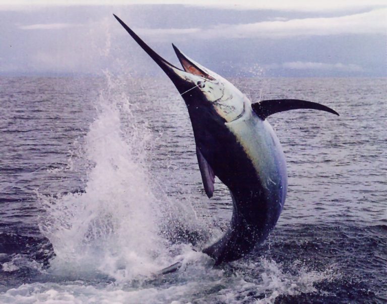 Blue Marlin Facts | Atlantic Blue Marlin Diet, Behavior, Habitat