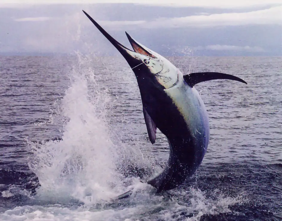 Blue Marlin Facts | Atlantic Blue Marlin Diet, Behavior, Habitat ...