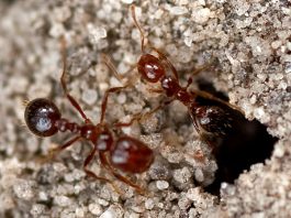 Ant Facts For Kids | Ant Habitat | Ant Diet