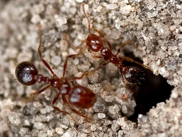 fire ants facts