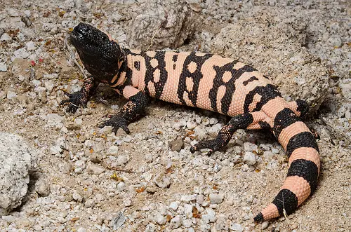 gila monster facts