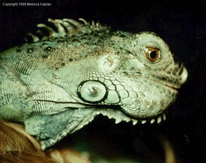 Green Iguana Facts | Anatomy, Diet, Habitat, Behavior, Reproduction  