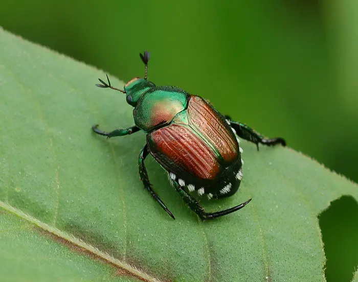 japanese beetle facts