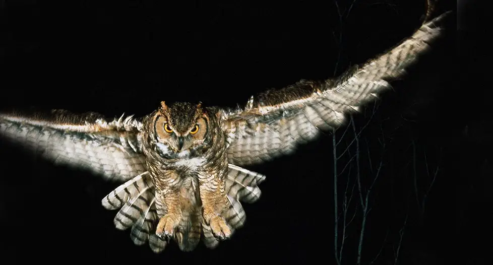 facts about nocturnal animals