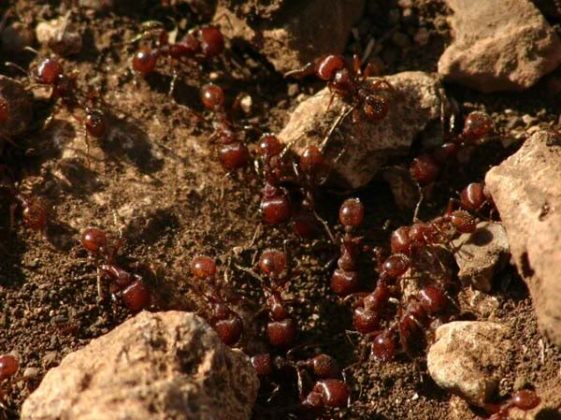 Ant Facts For Kids | Ant Habitat | Ant Diet