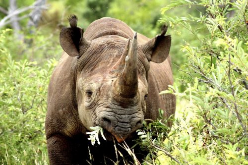 Black Rhino Facts | Anatomy, Diet, Habitat, Behavior - Animals Time