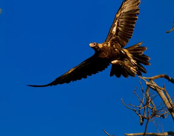 wedge tailed eagle facts