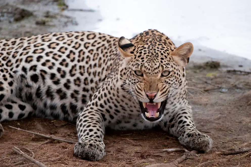 African leopard facts