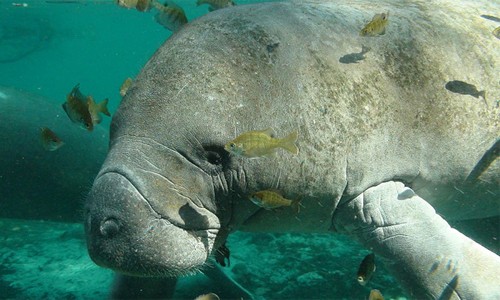 manatee eating seagrass