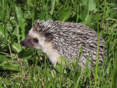 african pygmy hedgehog facts