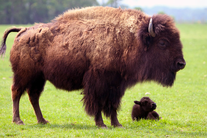 American Bison Facts | Anatomy, Diet, Habitat, Behavior - Animals Time