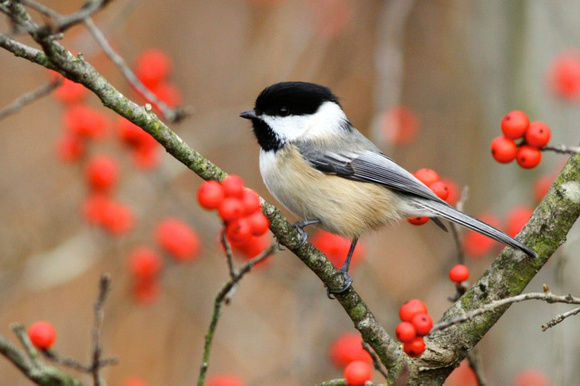 Black Capped Chickadee Facts | Anatomy, Diet, Habitat, Behavior