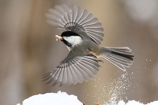 Black Capped Chickadee Facts | Anatomy, Diet, Habitat, Behavior ...