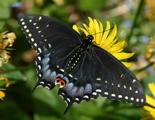 black swallowtail butterfly facts