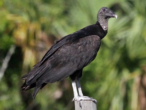 Black Vulture Facts | Anatomy, Diet, Habitat, Behavior - Animals Time