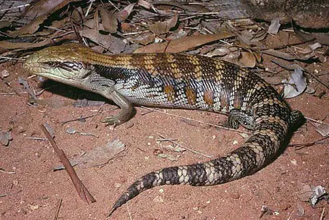blue tongue skink facts