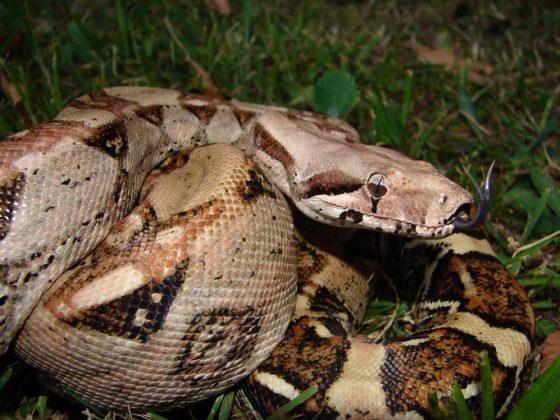 Boa Constrictor Facts | Anatomy, Diet, Habitat, Behavior - Animals Time