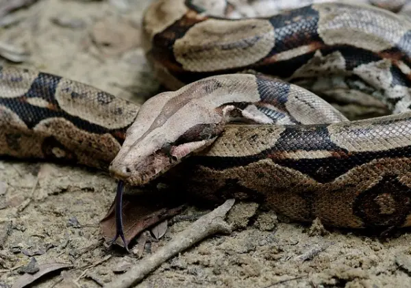 boa constrictor facts