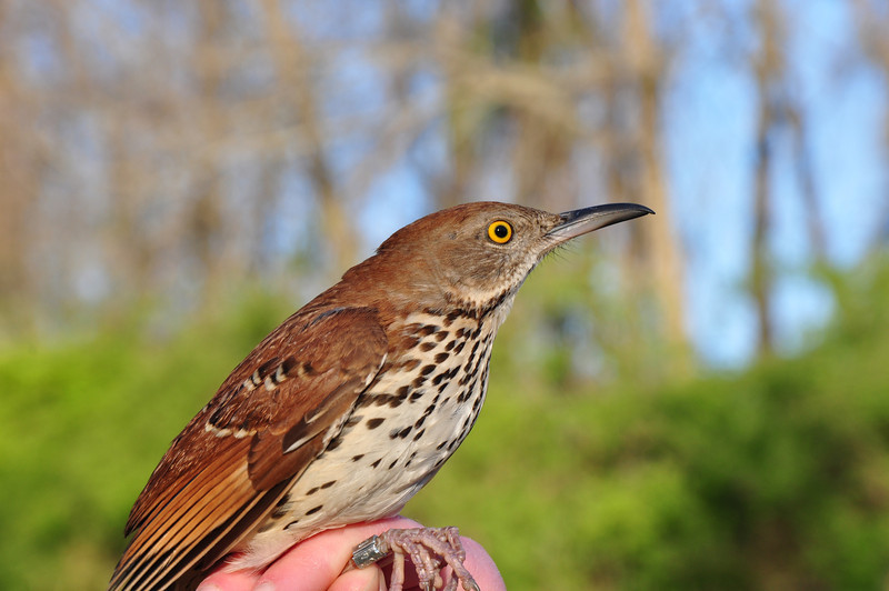 Brown Thrasher Facts | Anatomy, Diet, Habitat, Behavior - Animals Time