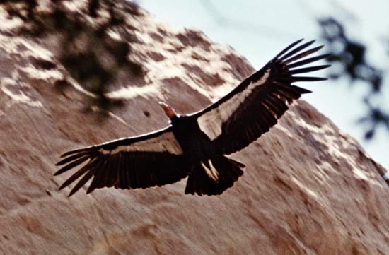 California Condor Facts | Anatomy, Diet, Habitat, Behavior