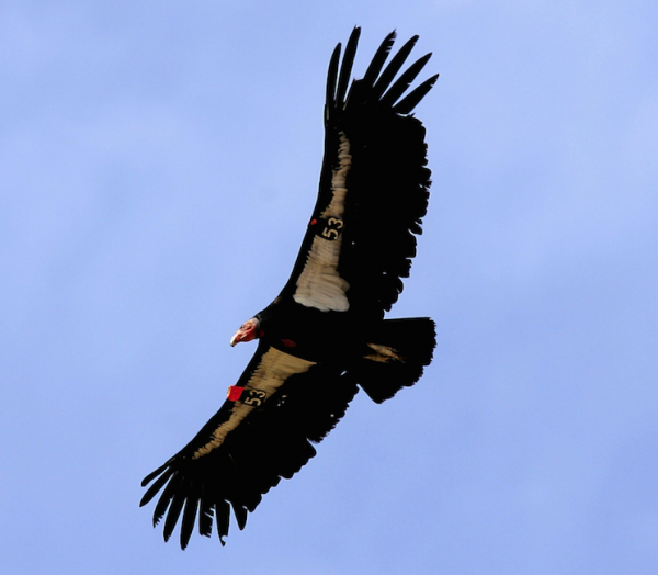 California Condor Facts | Anatomy, Diet, Habitat, Behavior - Animals Time