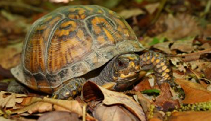 Eastern Box Turtle Facts | Anatomy, Diet, Habitat, Behavior - Animals Time