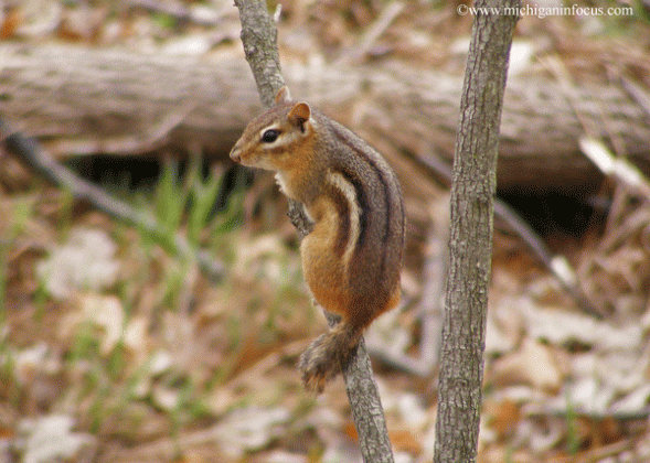 Eastern Chipmunk Facts | Anatomy, Diet, Habitat, Behavior - Animals Time