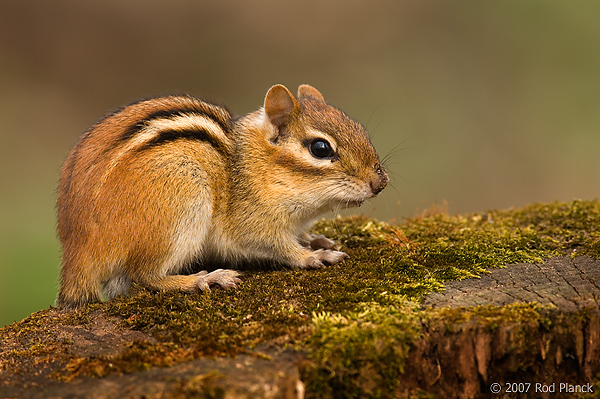 Eastern Chipmunk Facts | Anatomy, Diet, Habitat, Behavior - Animals Time