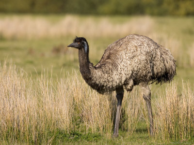 Emu Bird Facts | Anatomy, Diet, Habitat, Behavior