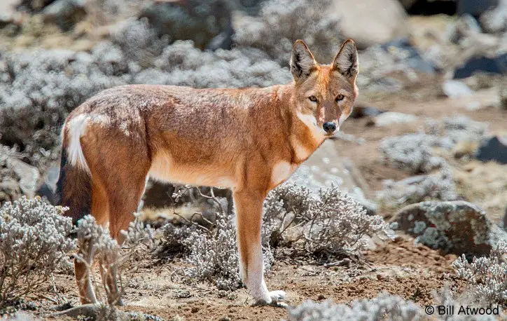 ethiopian wolf facts
