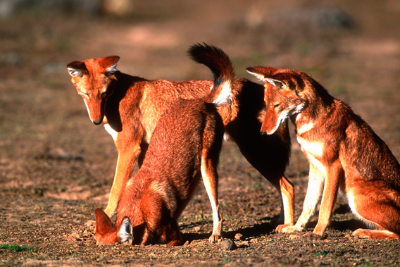 Ethiopian Wolf Facts | Anatomy, Diet, Habitat, Behavior - Animals Time