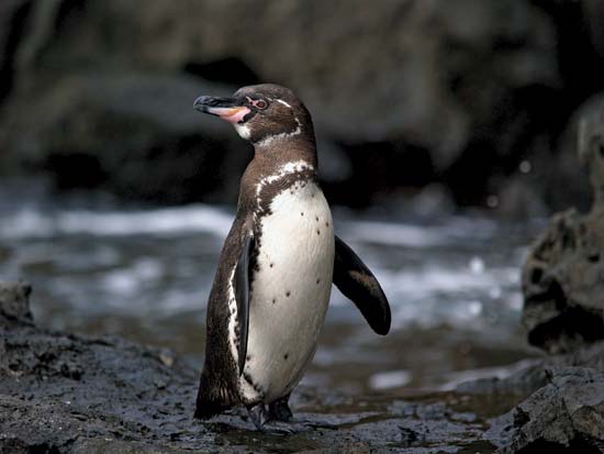 galapagos penguin facts