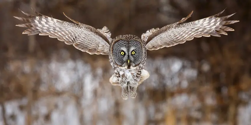 great grey owl facts
