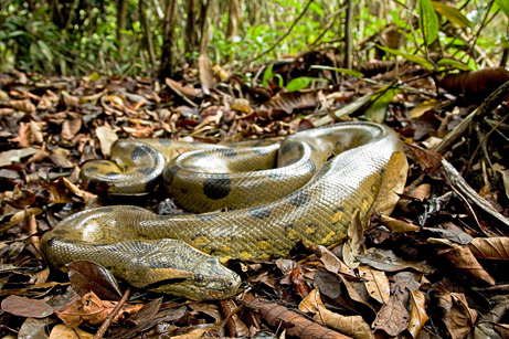 green anaconda facts