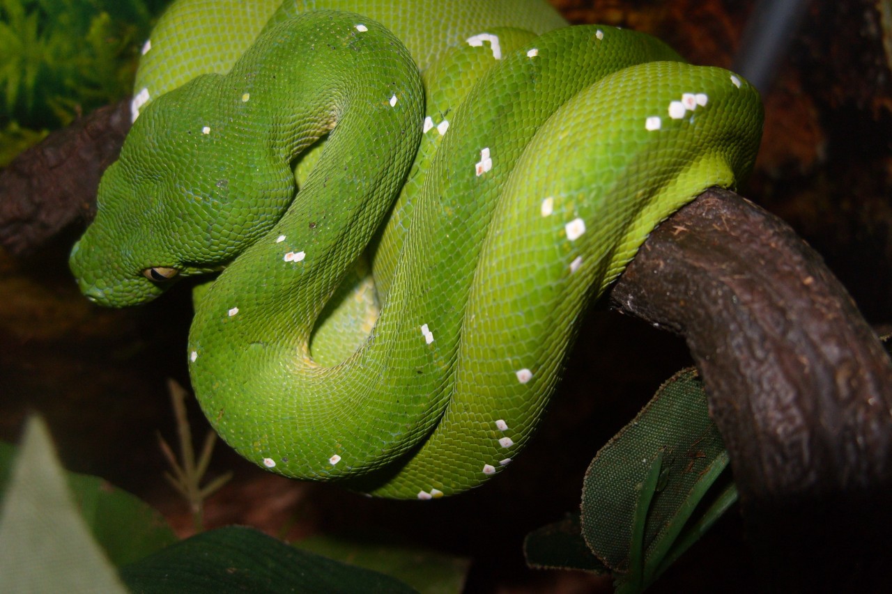 green tree python facts