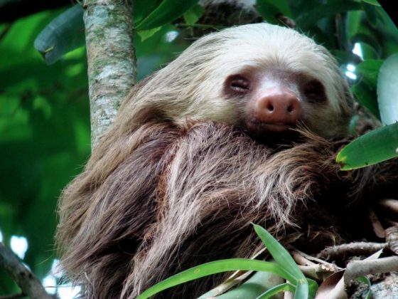 Two Toed Sloth Facts | Anatomy, Diet, Habitat, Behavior - Animals Time