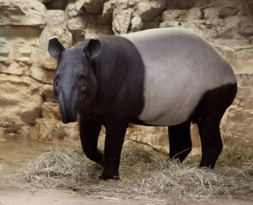 malayan tapir facts