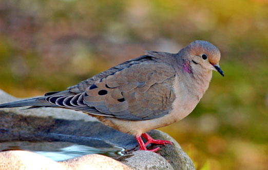 Mourning Dove Facts | Anatomy, Diet, Habitat, Behavior