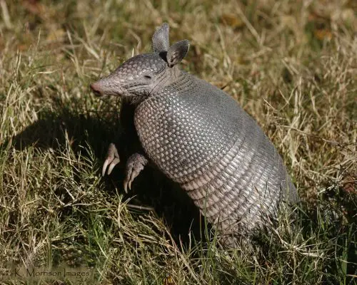 Nine Banded Armadillo Facts | Anatomy, Diet, Habitat, Behavior ...