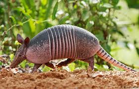 nine banded armadillo facts