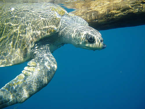 olive ridley sea turtle facts