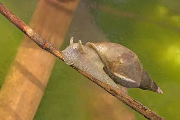 Pond Snail Facts | Anatomy, Diet, Habitat, Behavior - Animals Time