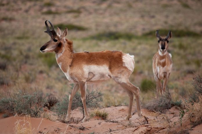 Pronghorn Antelope Facts | Anatomy, Diet, Habitat, Behavior - Animals Time