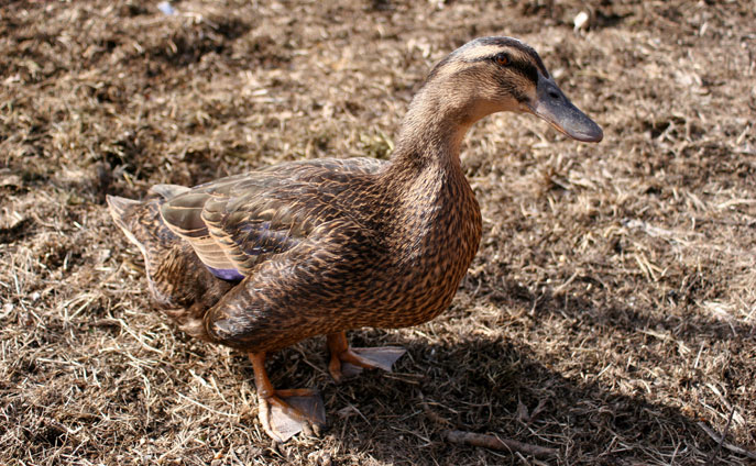 Rouen Duck Facts | Anatomy, Diet, Reproductive Behavior