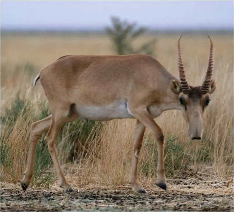 Saigauantilope Saiga Antelope