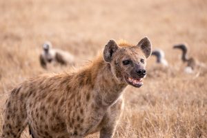 What Do Hyenas Eat in the Wild | Hyenas Diet