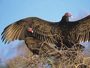 Turkey Vulture Facts | Anatomy, Diet Habitat, Behavior