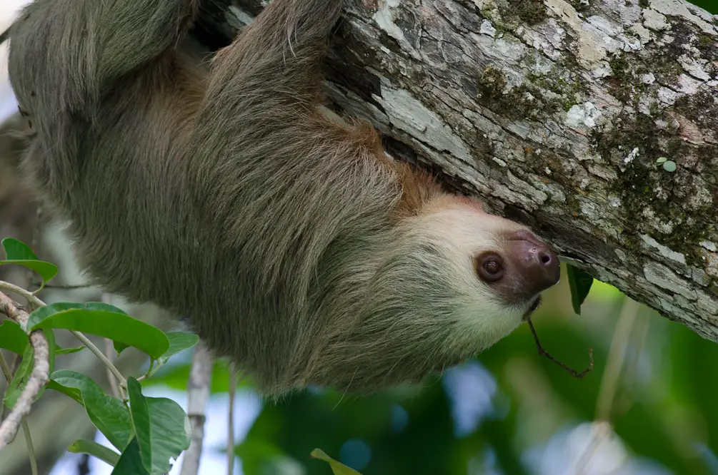 two toed sloth facts