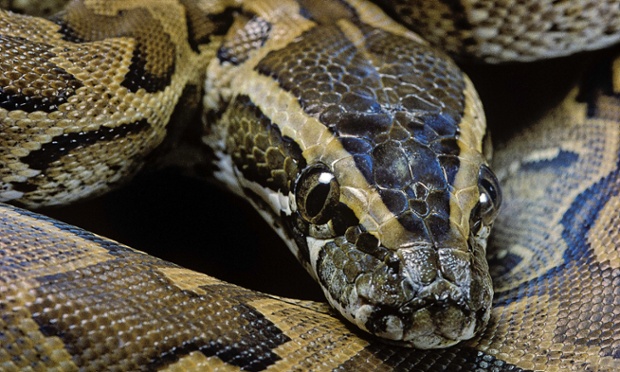 african rock python facts